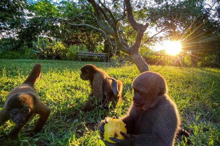Amazon River: Isla de los Monos – 4 Days