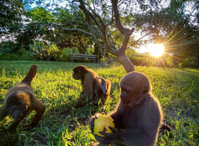 Amazon River: Isla de los Monos – 4 Days
