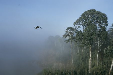 Amazon Jungle: Manu Reserve – 6 Days